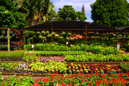 La Laguna Botanical Garden (2)